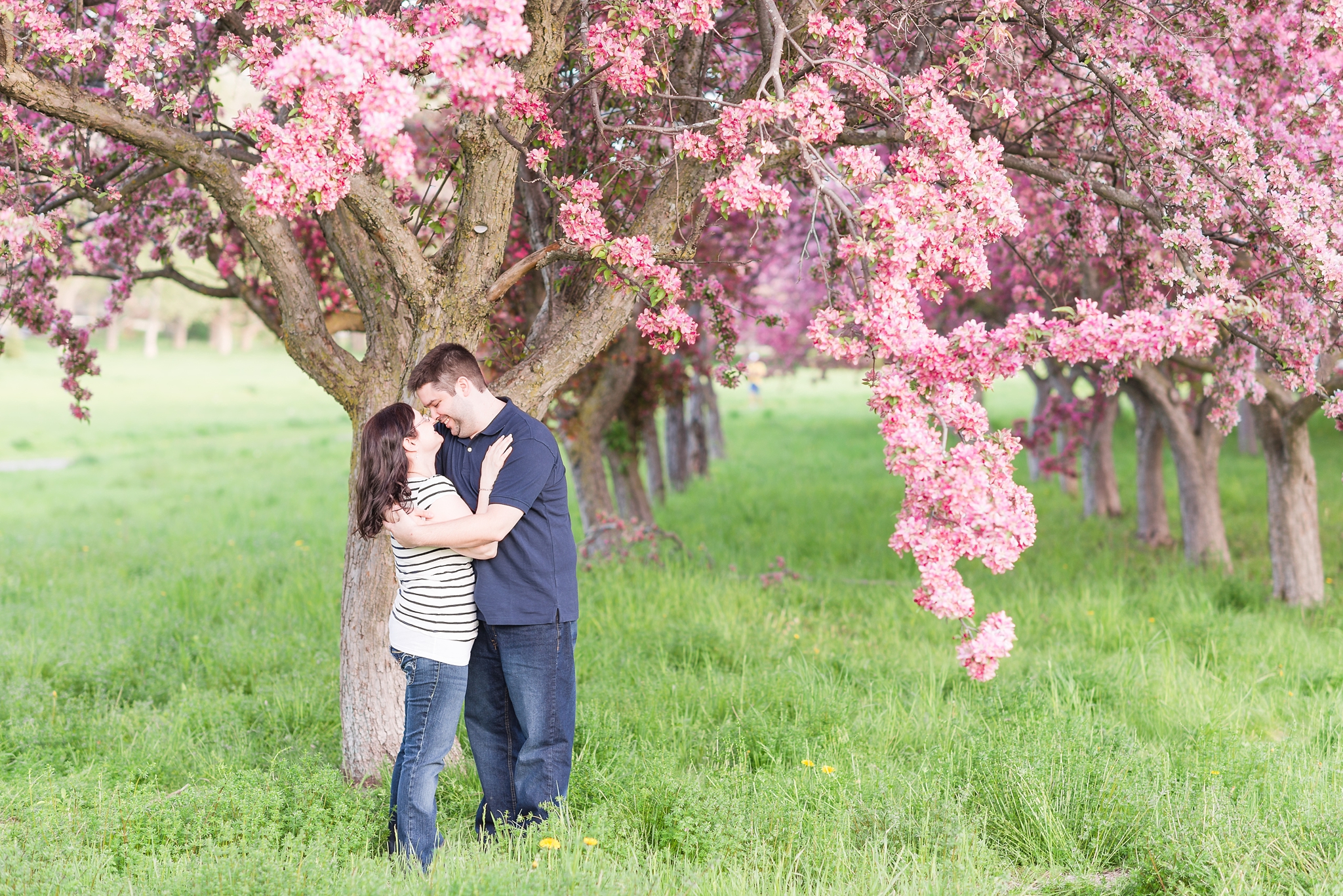 Ottawa crabapple tree blossoms engagement session