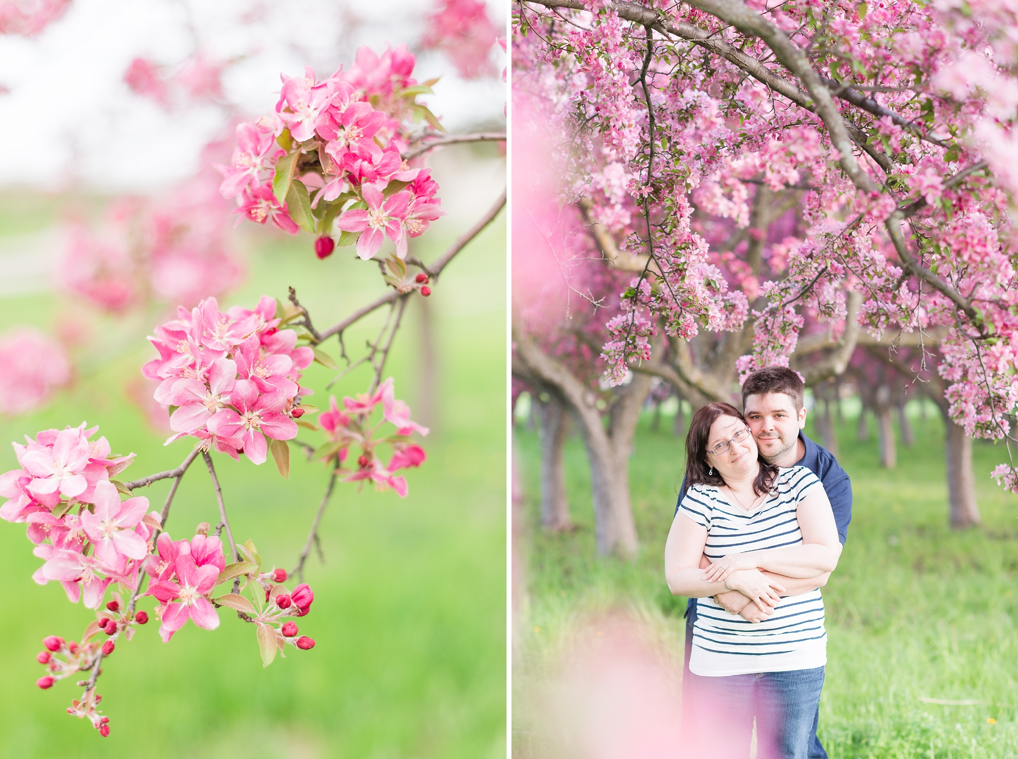 Ottawa crabapple tree blossoms engagement session