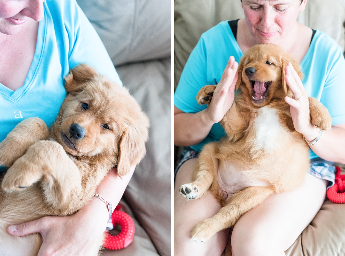 9 week old golden retreiver puppy